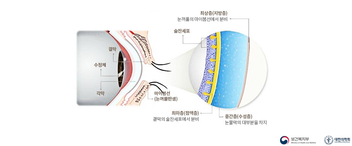 건강한 수정체